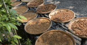 Wild Indonesian Kopi Luwak