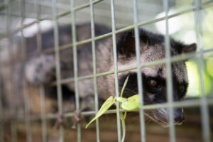 Civet image used to discuss ethical concerns around Kopi Luwak sourcing