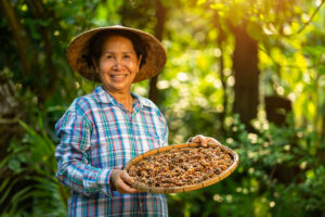 Wild Indonesian Kopi Luwak coffee cherries on branch