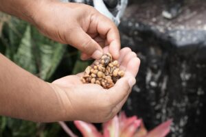 Wild civet among coffee cherries illustrating Kopi Luwak origins