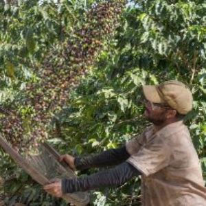 Fair trade Coffees