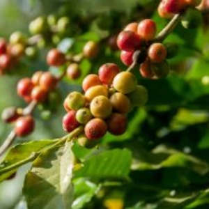 Organic Coffees