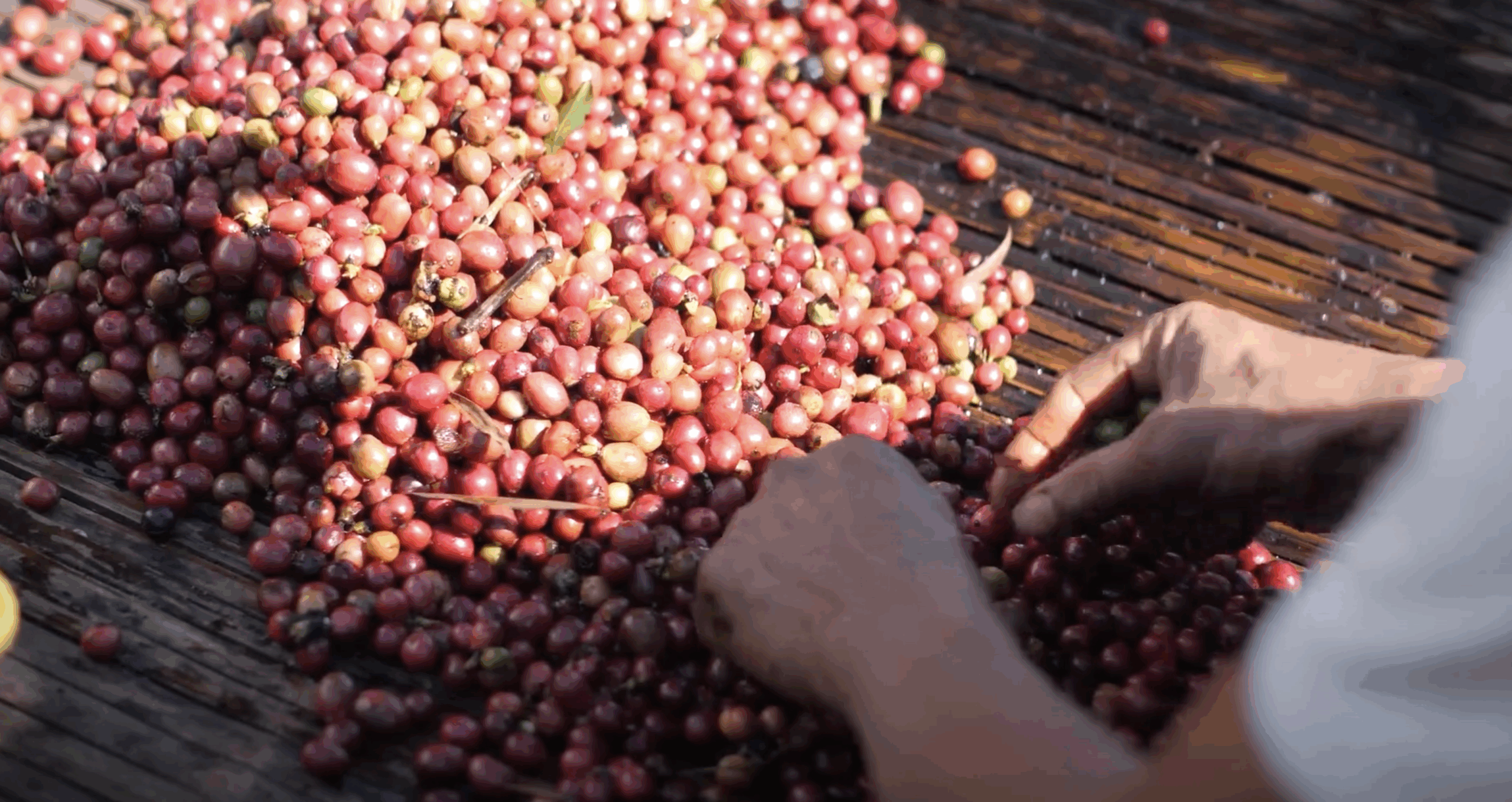 About Finest Coffee and Tea – Video Showreel
