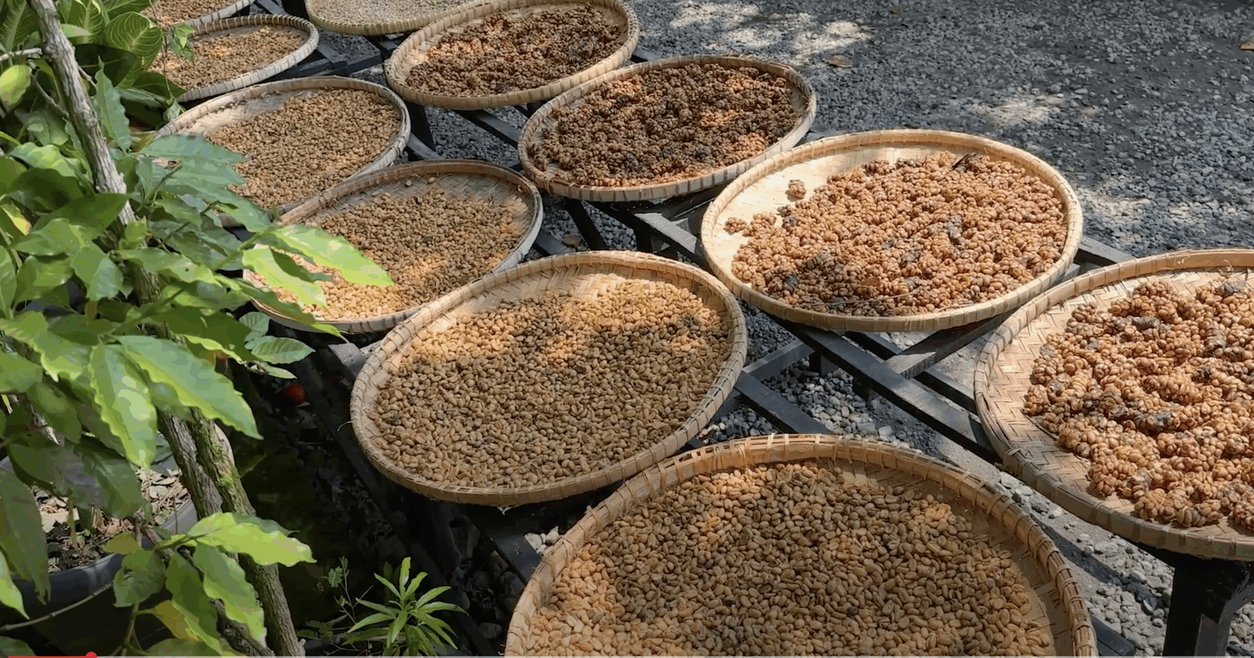 Ethically Sourced, Wild Indonesian Kopi Luwak